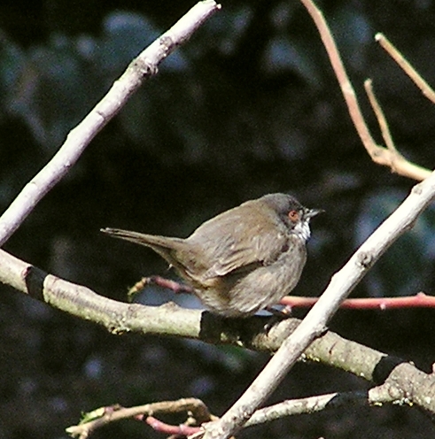 Occhiocotto - Sylvia melanocephala